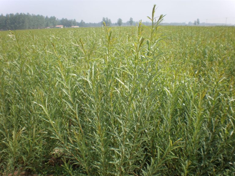 Can Woven Biodegradable Coffins Be Customized? A Global Perspective with China’s Linshu Linyi at the Forefront