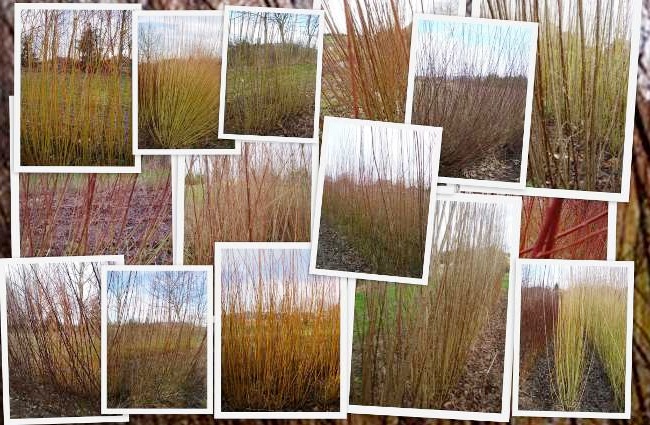 How Long Do Biodegradable Woven Coffins Take to Decompose?