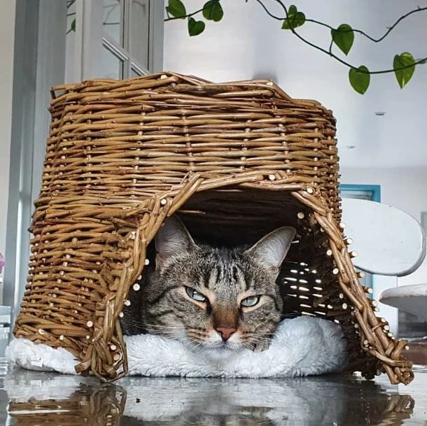 What Are Willow Pet Products? Understanding Natural Woven Materials